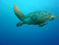 Hitchin' a ride....green turtle & remoras, Marsa Abu Duba... by Simon Pickering 